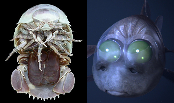 もっと深く。深海 2017 国立科学博物館 ペア入場券を5組10名様にプレゼント