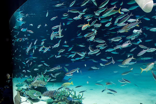 東京都心のど真ん中にある 日本で初めての屋上水族館