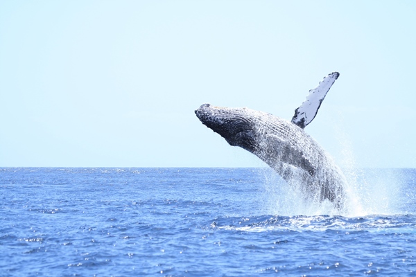 ハワイ(アメリカ合衆国)〜旅行の定番、南国でクジラを見る旅