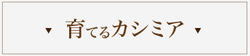 育てるカシミア