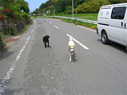 放浪している飼い犬